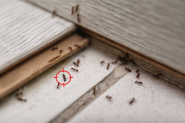 Reliable South Brooksville, FL Pest Control Solutions
