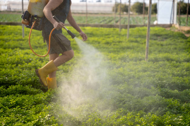 Best Ant Control Services  in South Brooksville, FL
