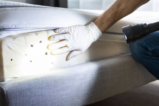 Best Exterminator Services  in South Brooksville, FL