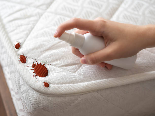 Best Termite Control Services  in South Brooksville, FL