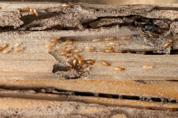 Best Rat Extermination Near Me  in South Brooksville, FL